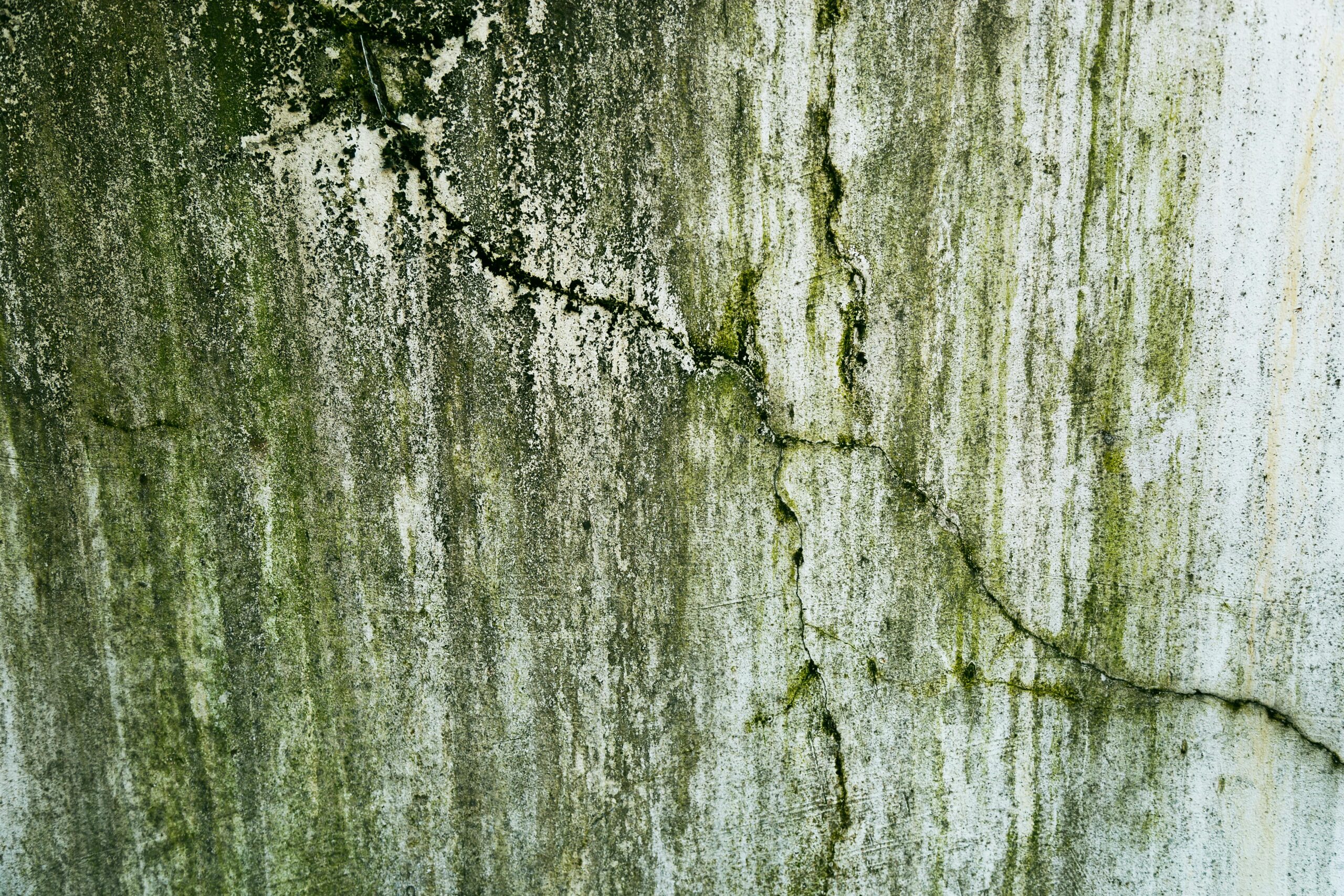 Close-up of a weathered wall with cracks and green algae, texture details.